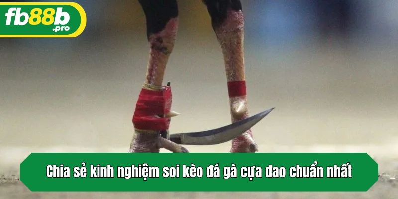 Chia sẻ kinh nghiệm soi kèo đá gà cựa dao chuẩn nhất