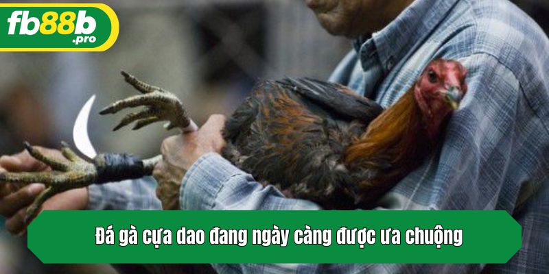 Đá gà cựa dao đang ngày càng được ưa chuộng