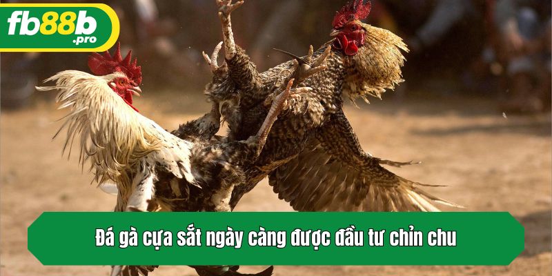 Đá gà cựa sắt ngày càng được đầu tư chỉn chu