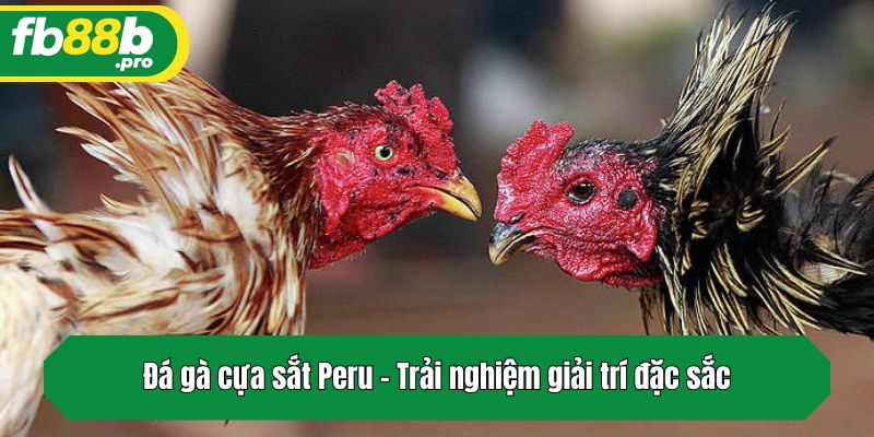 Đá gà cựa sắt Peru - Trải nghiệm giải trí đặc sắc