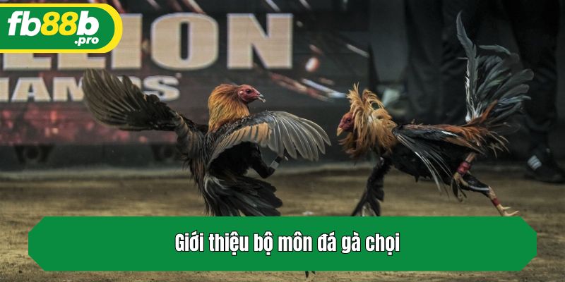 Giới thiệu bộ môn đá gà chọi