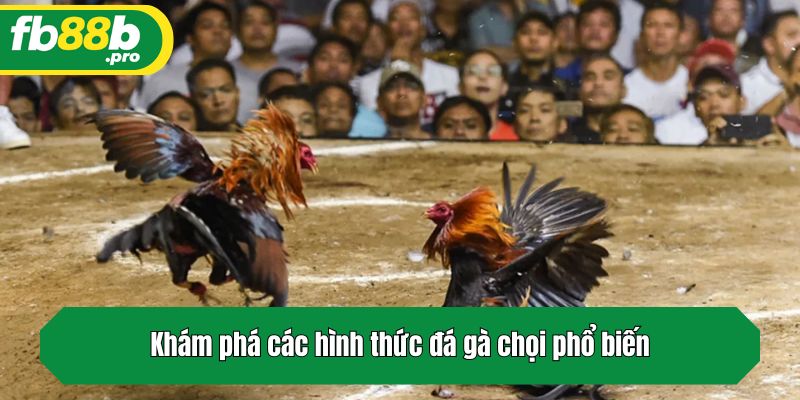 Khám phá các hình thức đá gà chọi phổ biến