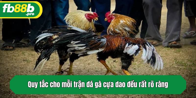 Quy tắc cho mỗi trận đá gà cựa dao đều rất rõ ràng