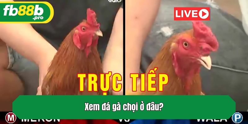 Xem đá gà chọi ở đâu?